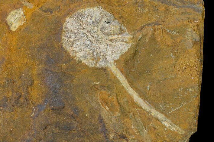 Paleocene Fossil Cone (Parataxodium) - North Dakota #156262